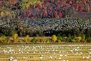 Autunno Canadese (8)